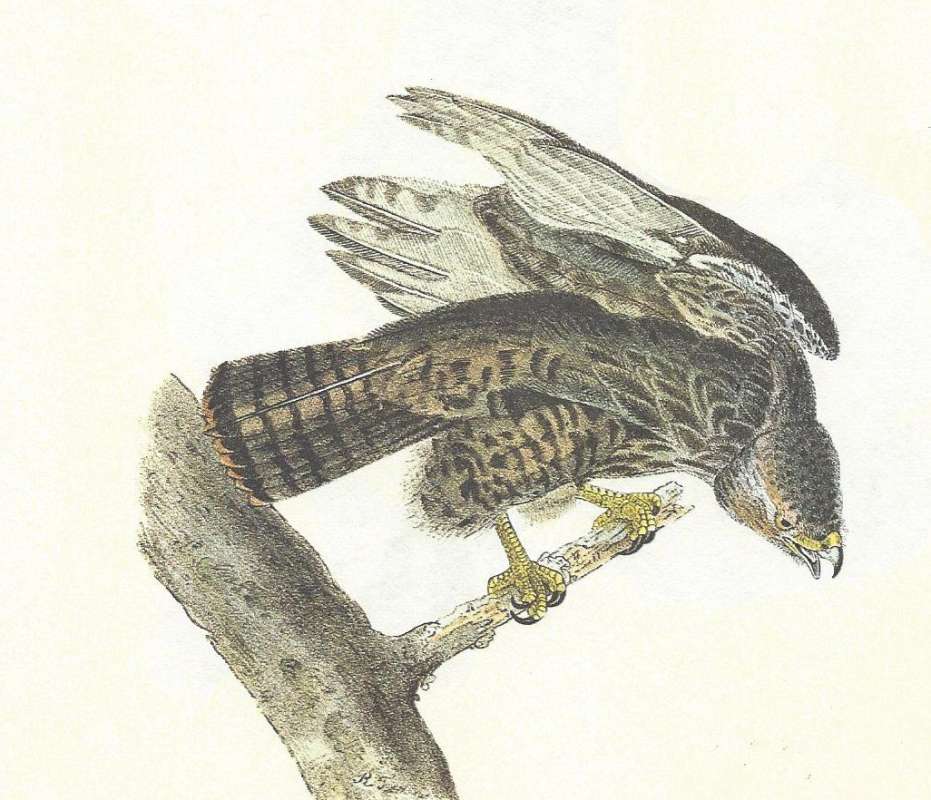 Side View - Wings Open<br>(Origin of the Specimen: Audubon Painting)