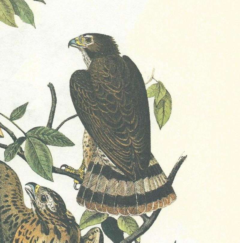 Perched - Dorsal View<br>(Origin of the Specimen: Audubon Panting)