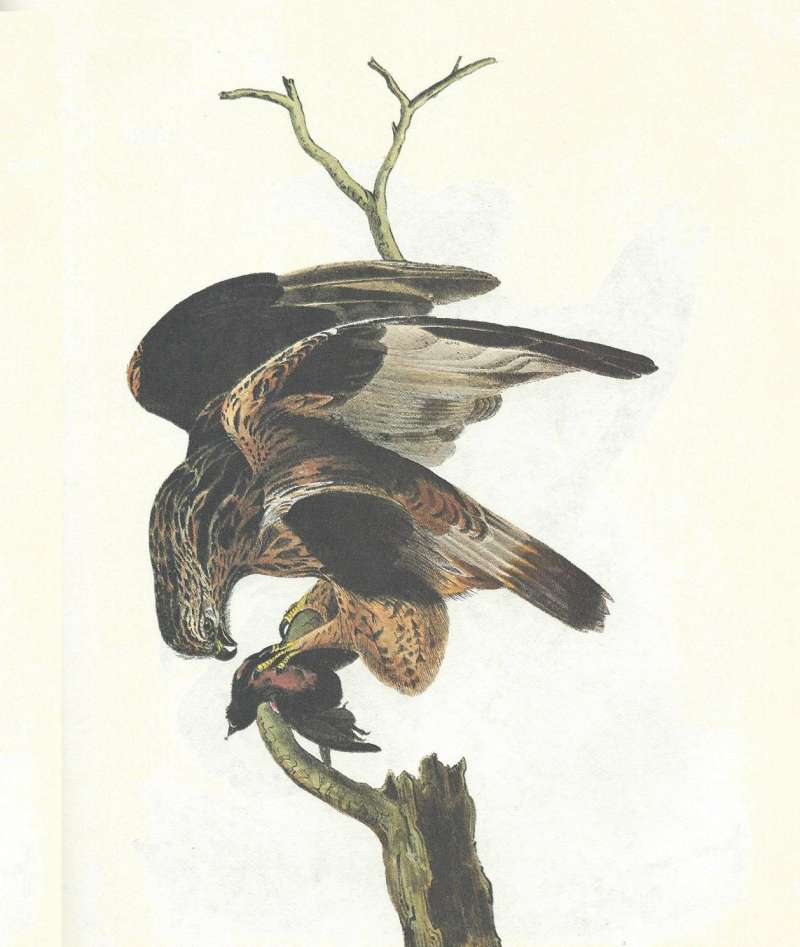 Adult with Prey<br>(Origin of the Specimen: Audubon Painting)