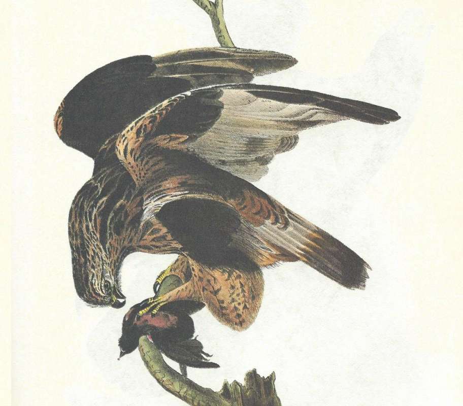 Adult with Prey - Close View<br>(Origin of the Specimen: Audubon Painting)