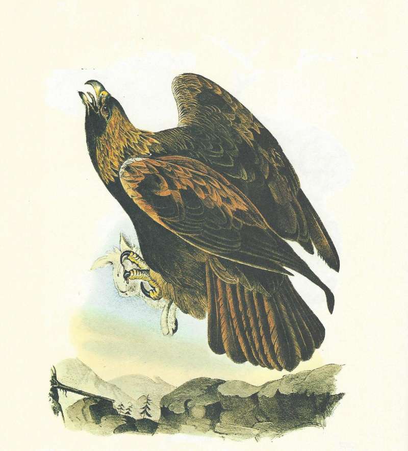 Adult with Prey<br>(Origin of the Specimen: Painting by Audubon)