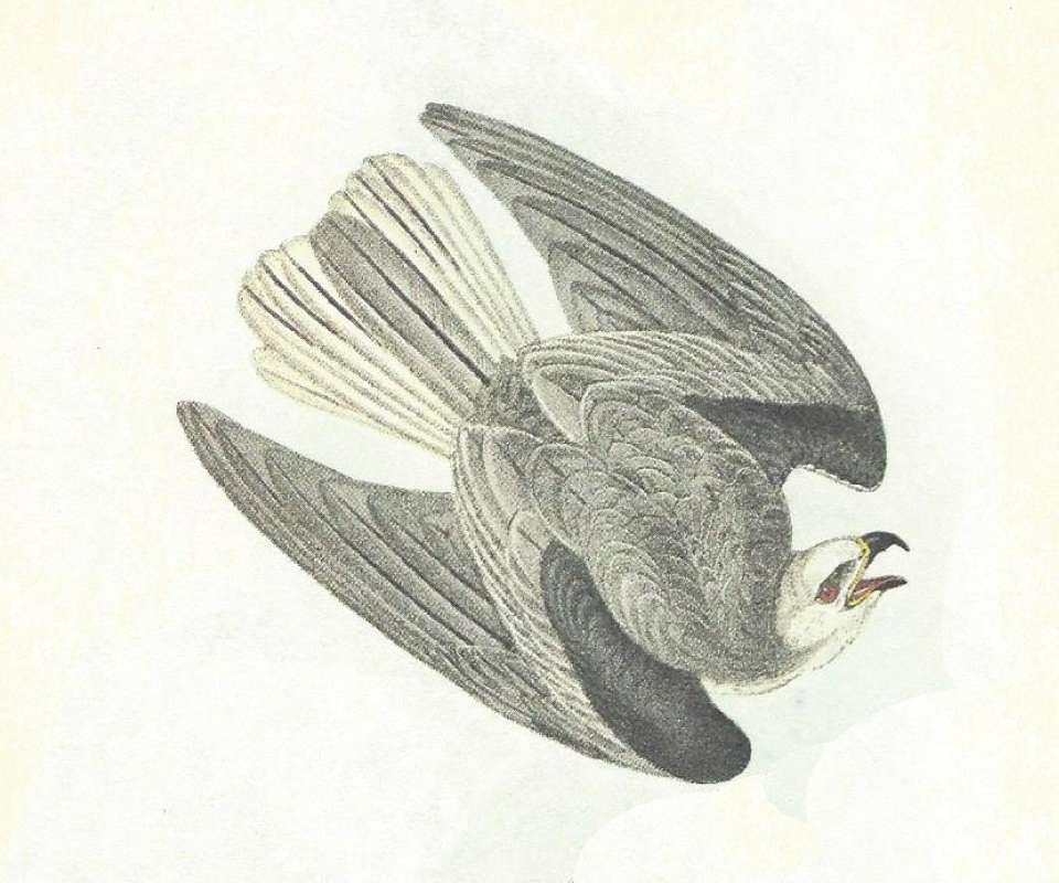 In Flight - Dorsal View<br>(Origin of the Specimen: Audubon Painting)