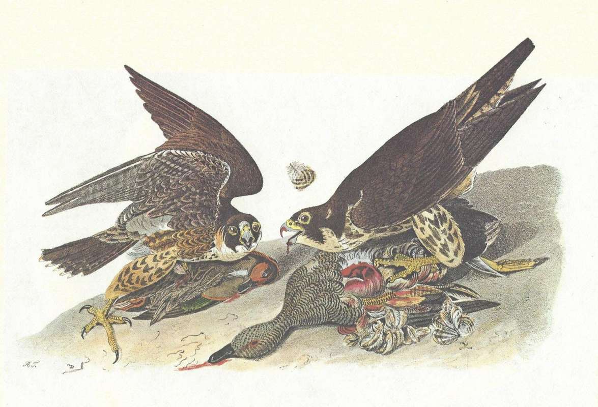 Two Feeding on Birds<br>(Origin of the Specimen: Audubon Painting)