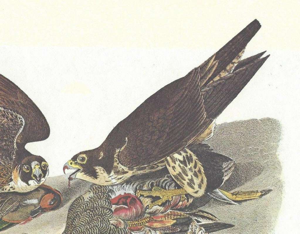 Close View of One<br>(Origin of the Specimen: Audubon Painting)