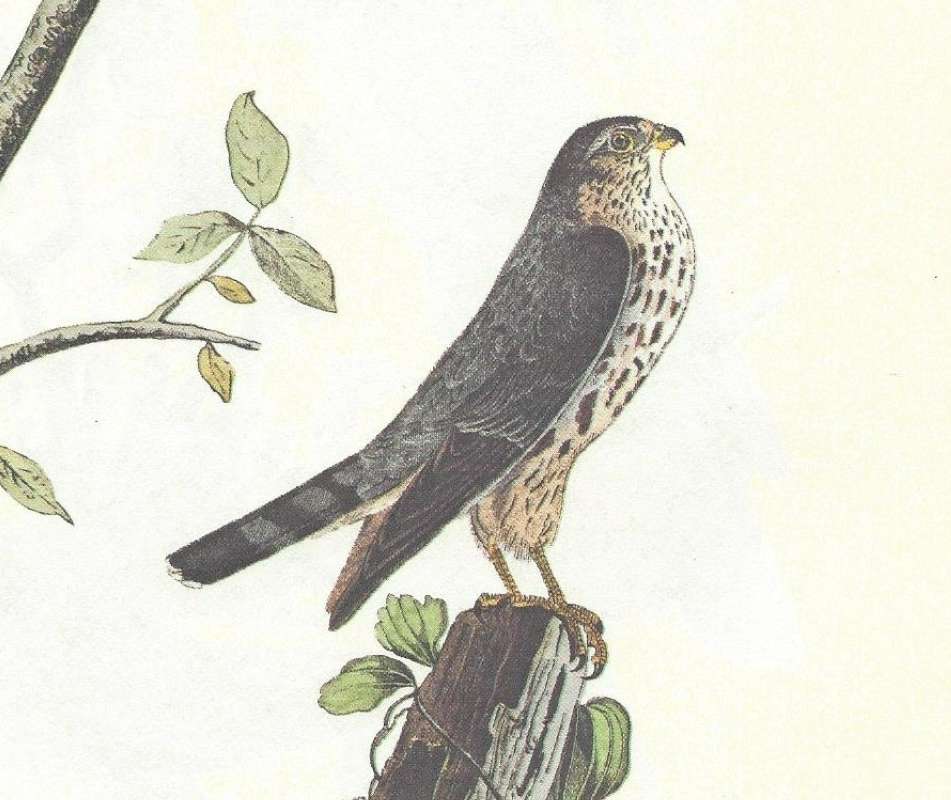 Side View - Perched<br>(Origin of the Specimen: Audubon Painting)