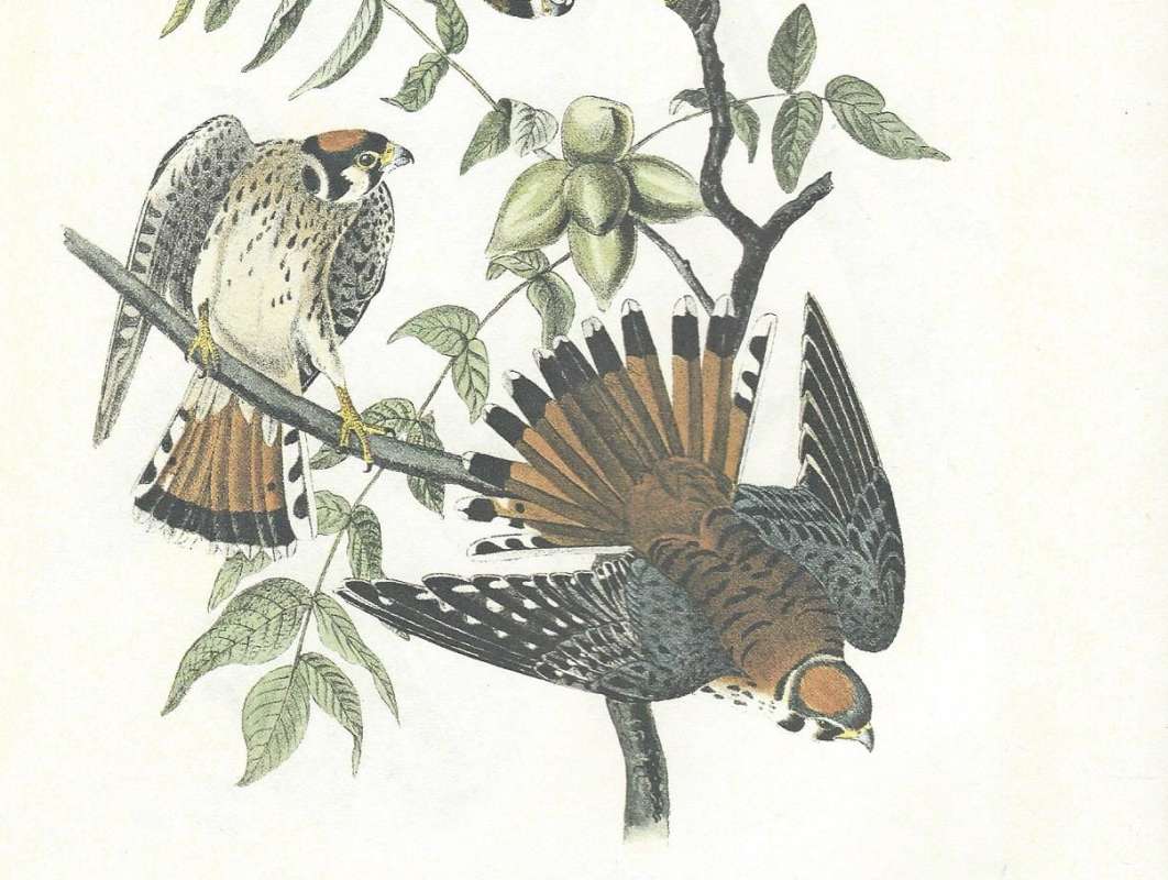Two Birdds - Dorsal and Ventral<br>(Origin of the Specimen: Audubon Painting)