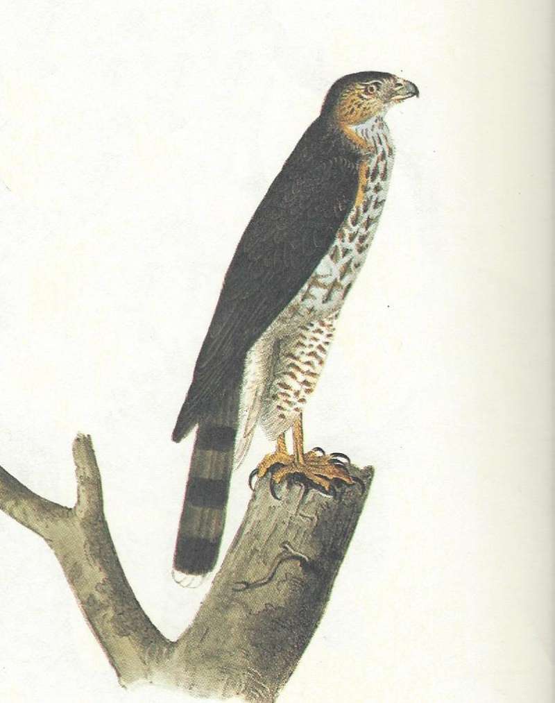 Side View Perched<br>(Origin of the Specimen: Audubon Painting)