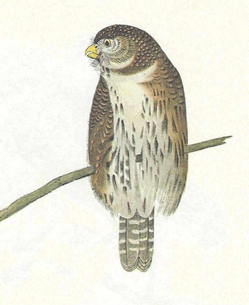 Close - Breast View<br>(Origin of the Specimen: Audubon Painting)