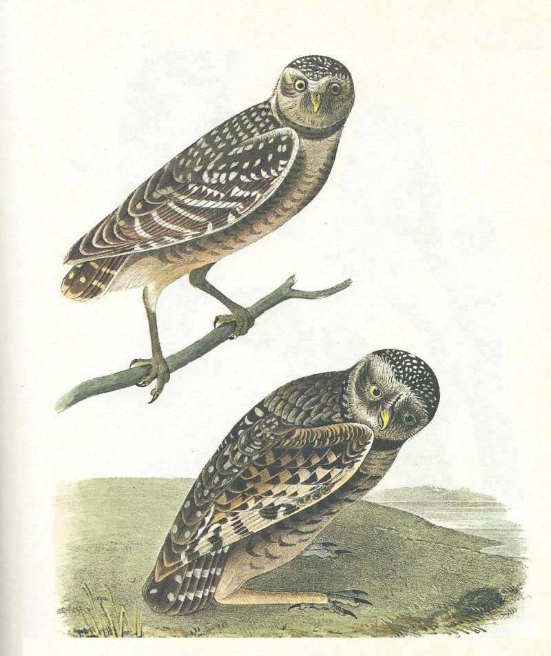 Two Perched<br>(Origin of the Specimen: Audubon Painting)