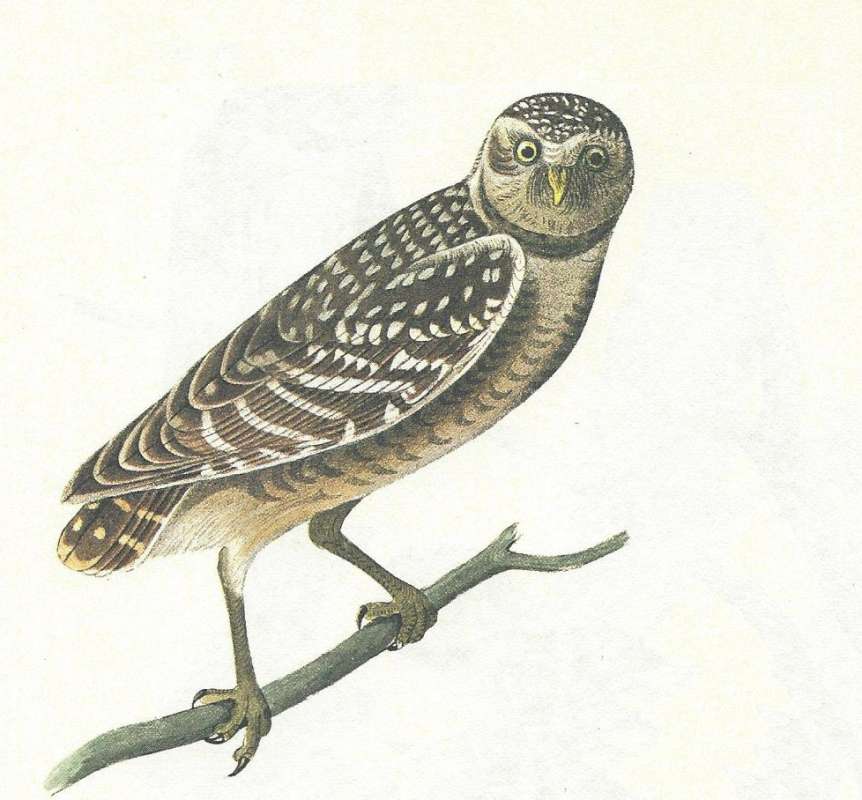 Close - Showing Face<br>(Origin of the Specimen: Audubon Painting)