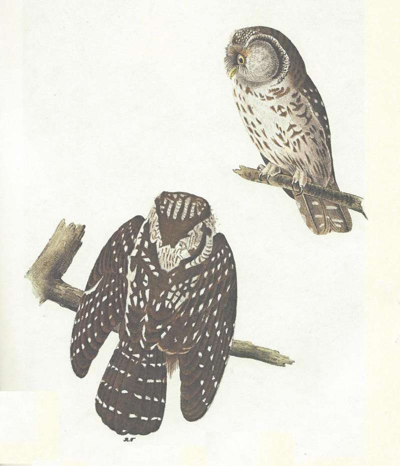 Two Perched ssp richardsoni<br>(Origin of the Specimen: Audubon Painting)