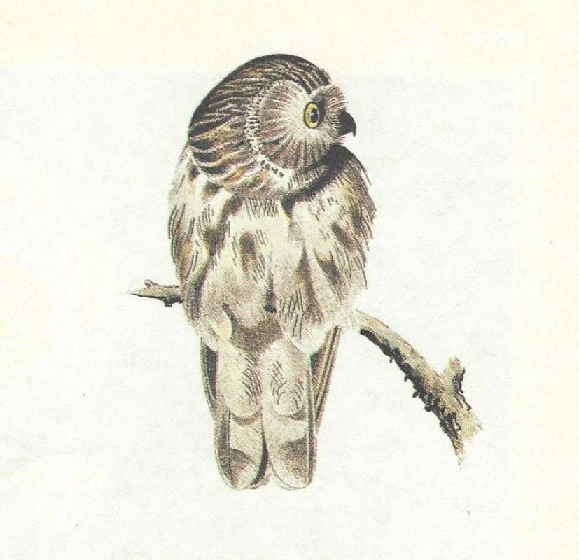 Perched - Showing Breast<br>(Origin of the Specimen: Audubon Painting)