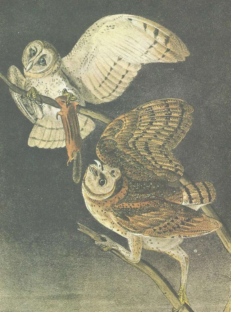 Ssp pratiincola<br>(Origin of the Specimen: Painting by Audubon)