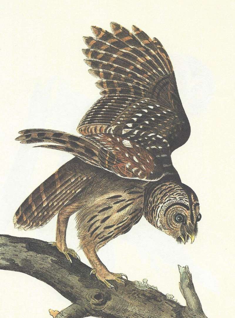 Perched with Wings Open<br>(Origin of the Specimen: Audubon Painting)