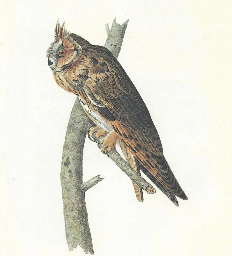 Perched on Branch<br>(Origin of the Specimen: Audubon Painting)