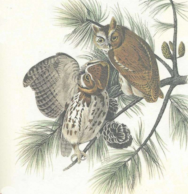 Close Up - Two Specimens<br>(Origin of the Specimen: Audubon Painting)