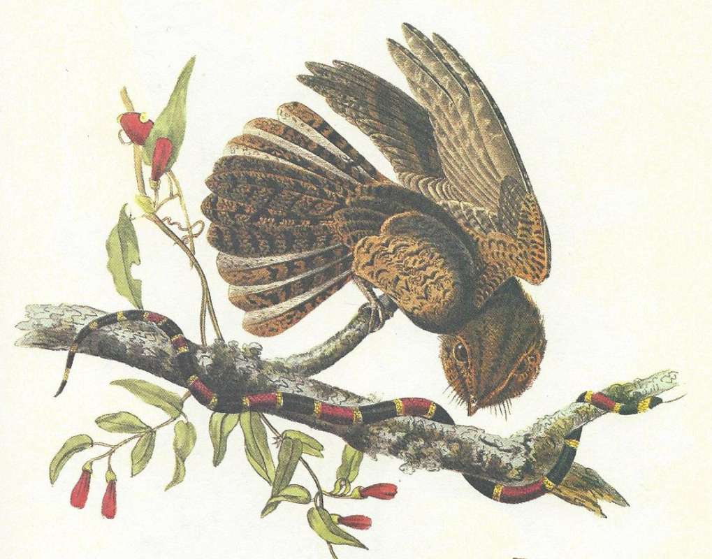 Close Up - Top Example<br>(Origin of the Specimen: Audubon Painting)