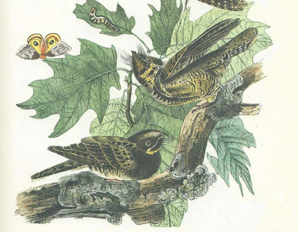 Two Exaples - Perched<br>(Origin of the Specimen: Painting - Audubon)