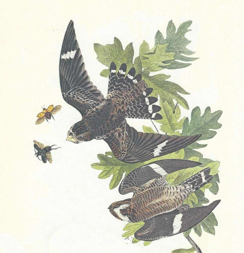 Close View - Dorsal and Ventral<br>(Origin of the Specimen: Audubon Painting)