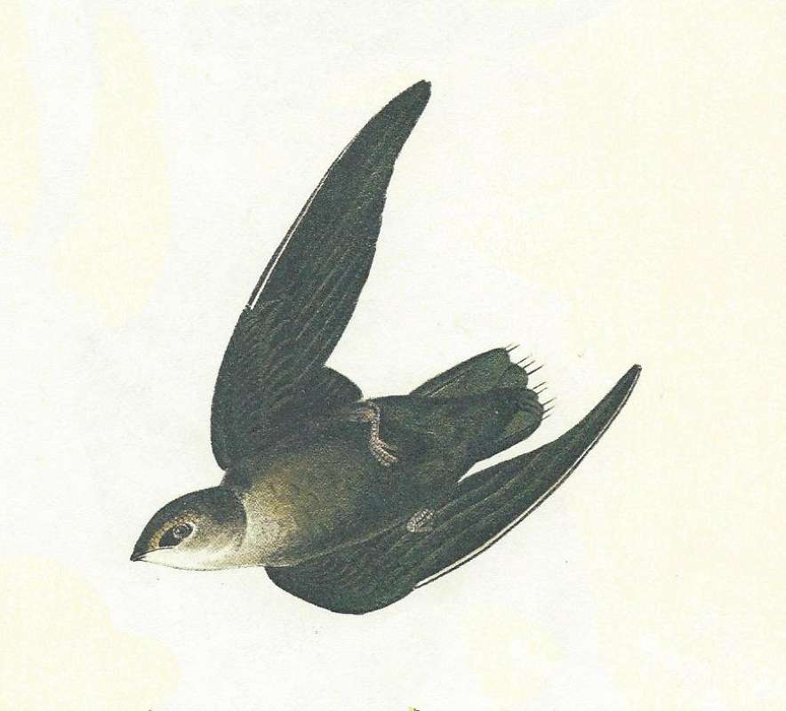 Ventral View in Flight<br>(Origin of the Specimen: Audubon Painting)