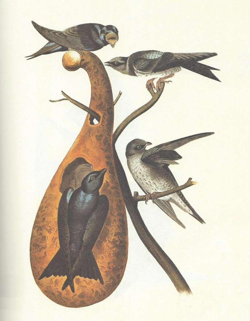 Four Specimens near Gourd Nest<br>(Origin of the Specimen: Audubon Painting)