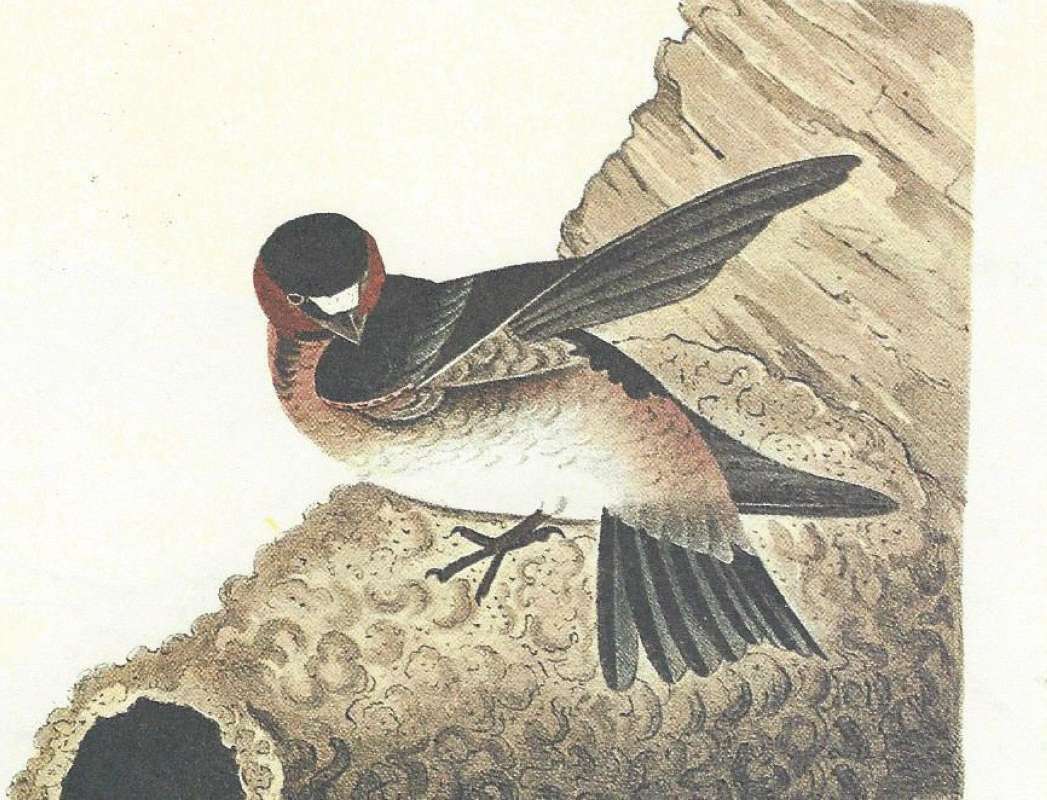 Perched Showing Breast<br>(Origin of the Specimen: Audubon Painting)