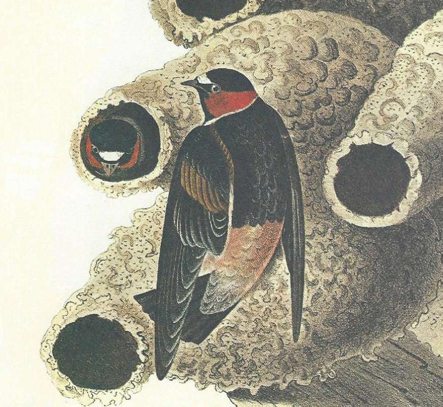 Perched Showing Dorsal Side<br>(Origin of the Specimen: Audubon Painting)
