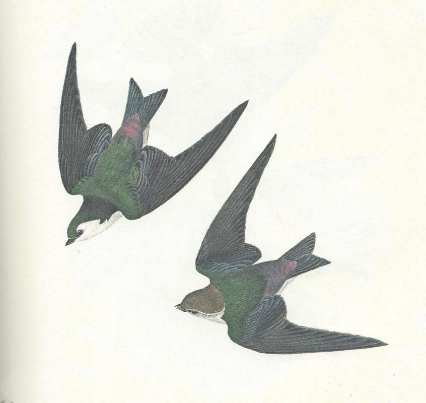Two in Flight - Showing Green back<br>(Origin of the Specimen: Audubon Painting)
