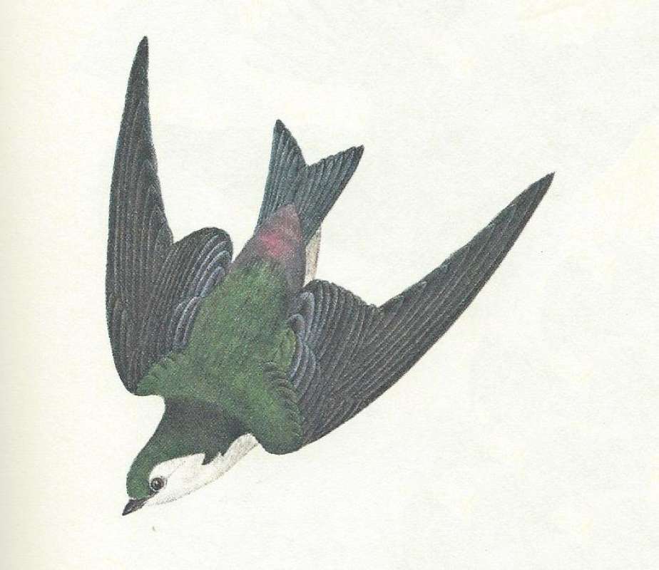 Diving - Showing Throat<br>(Origin of the Specimen: Audubon Painting)