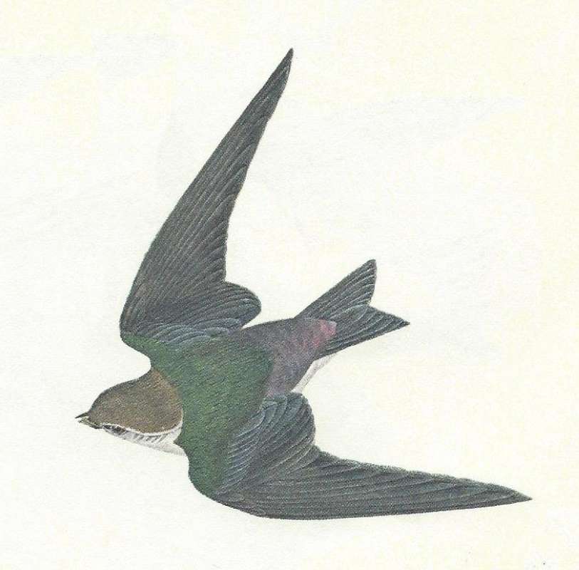 Diving - Showing Cap<br>(Origin of the Specimen: Audubon Painting)