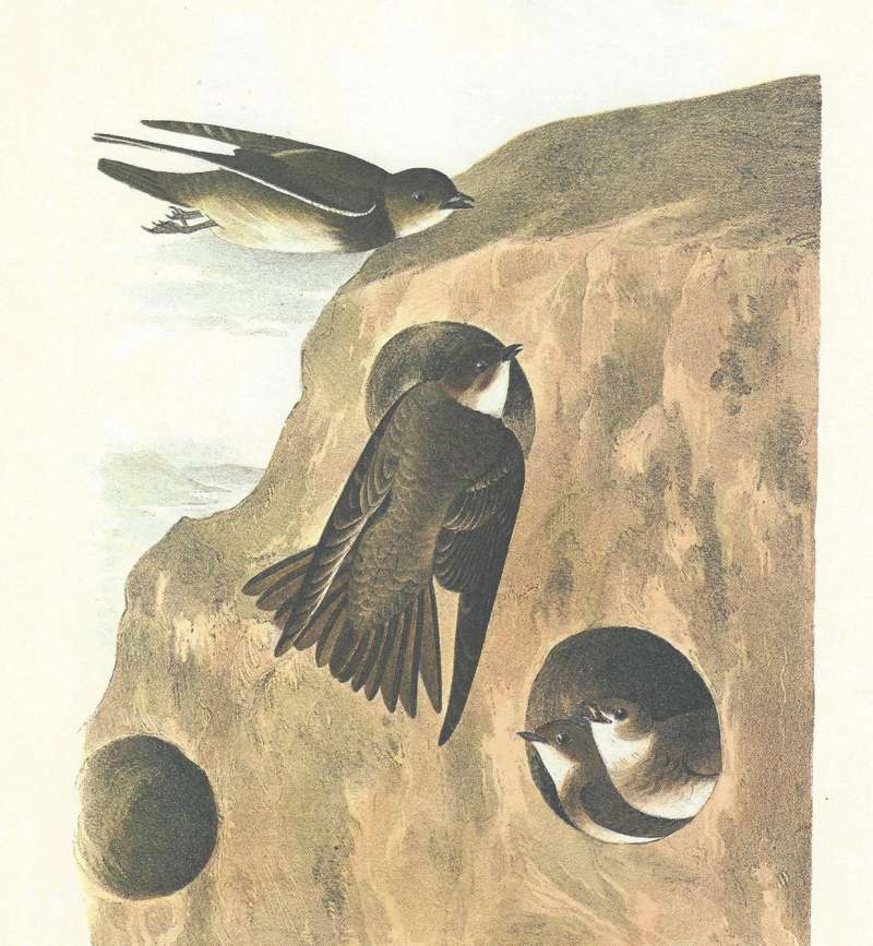 Four Examples - Various Poses<br>(Origin of the Specimen: Painting - Audubon)