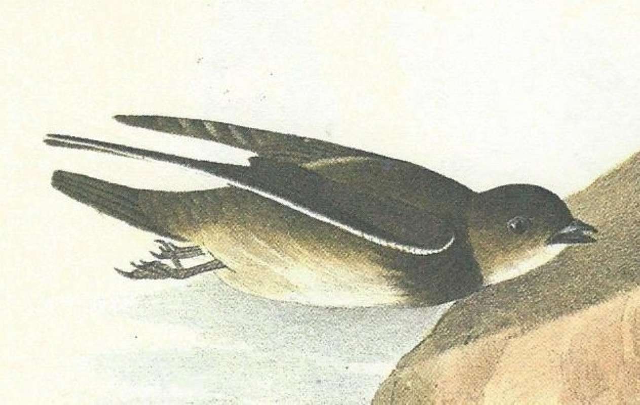 Side View in Flight<br>(Origin of the Specimen: Painting - Audubon)