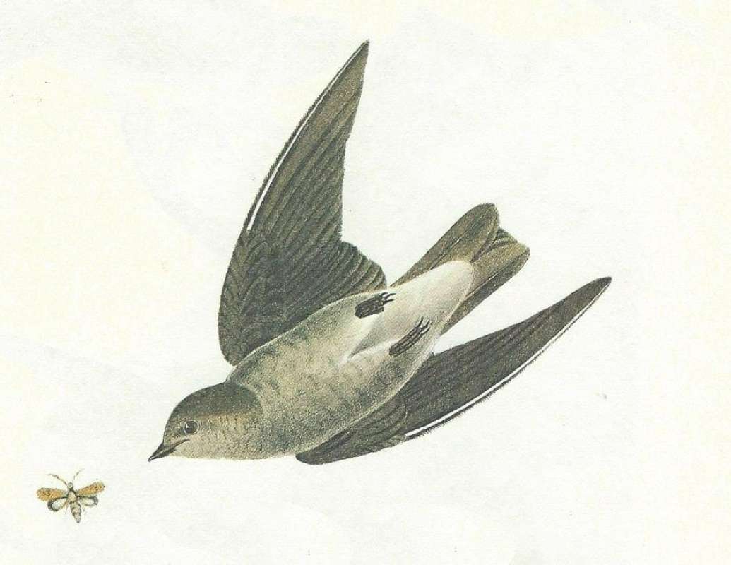 Vetnral View in Flight<br>(Origin of the Specimen: Audubon Painting)