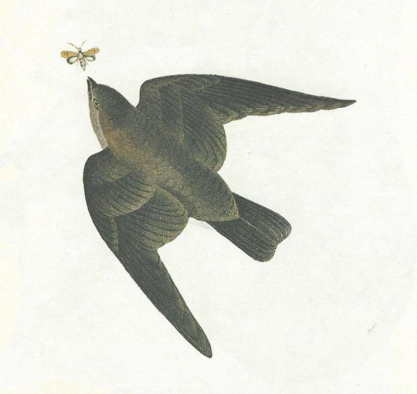 Dorsal View in Flight<br>(Origin of the Specimen: Audubon Painting)