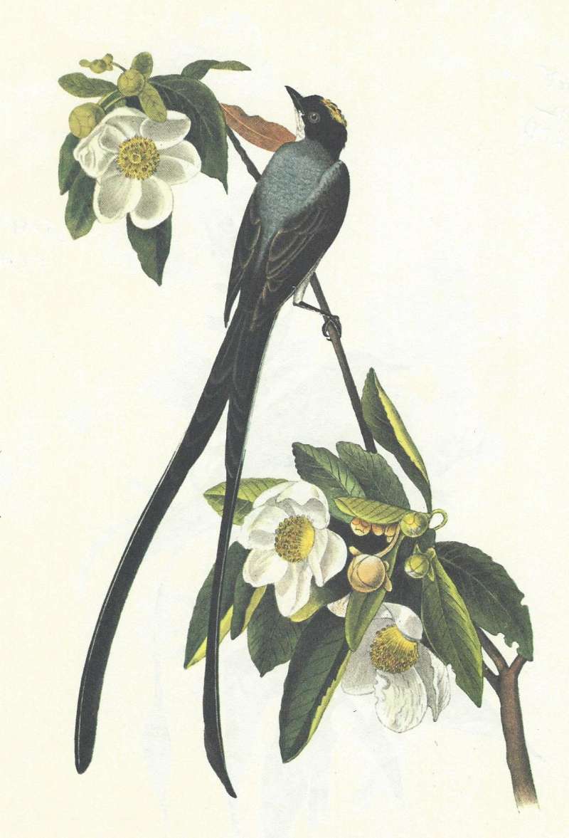 Dorsal View<br>(Origin of the Specimen: Audubon Painting)