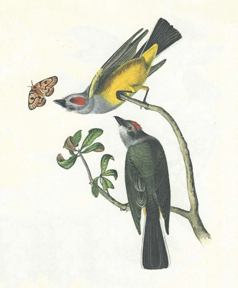 Ventral and Dorsal Views<br>(Origin of the Specimen: Audubon Painting)
