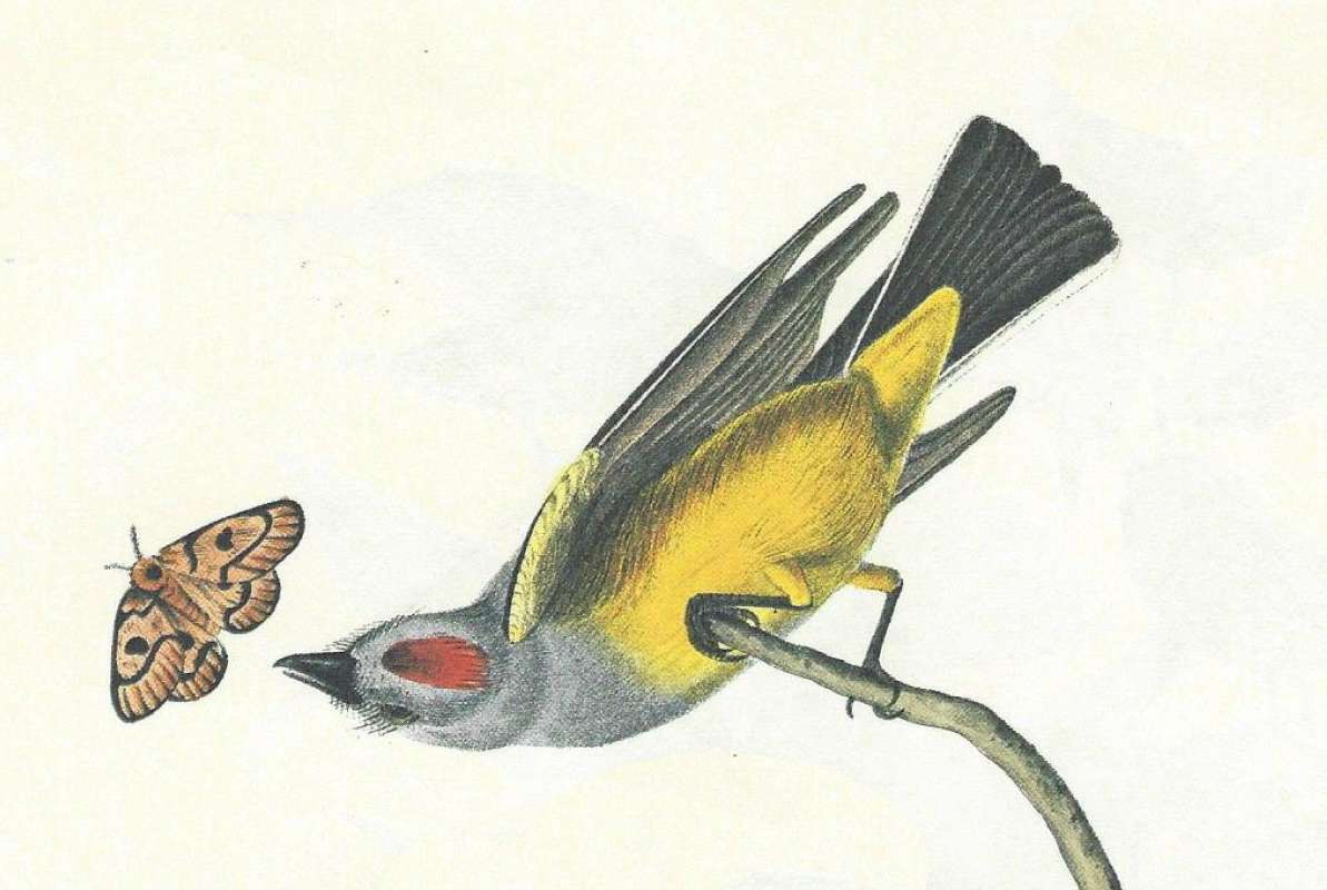 Breast and Dorsal Head<br>(Origin of the Specimen: Audubon Painting)