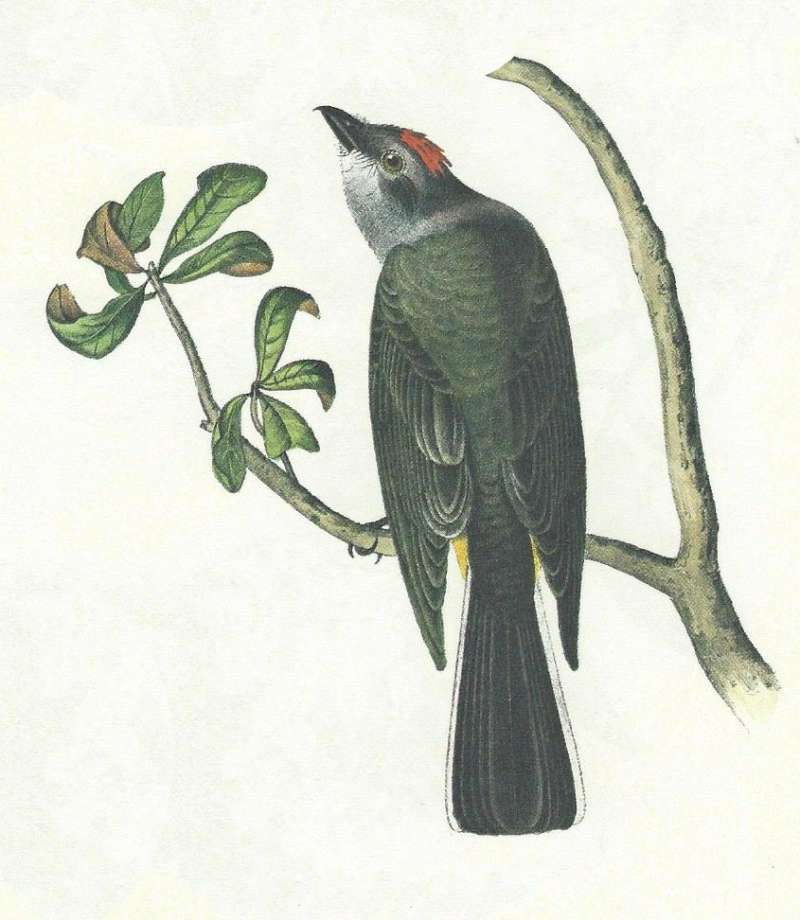 Dorsal Back and Side Head<br>(Origin of the Specimen: Audubon Painting)