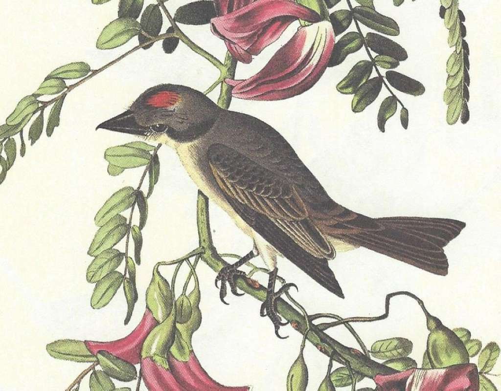 Close View<br>(Origin of the Specimen: Audubon Painting)