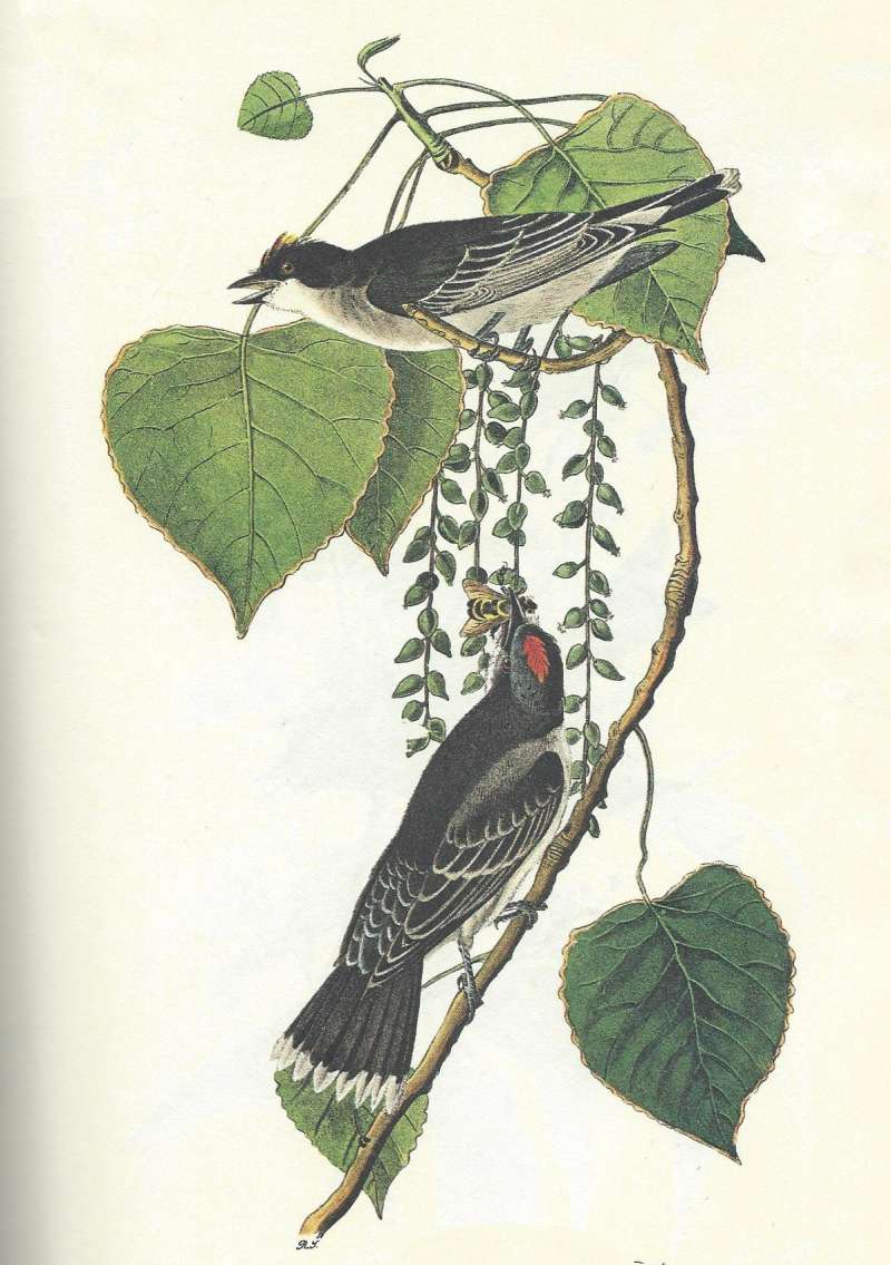 Female Above, Male Below<br>(Origin of the Specimen: Audubon Painting)