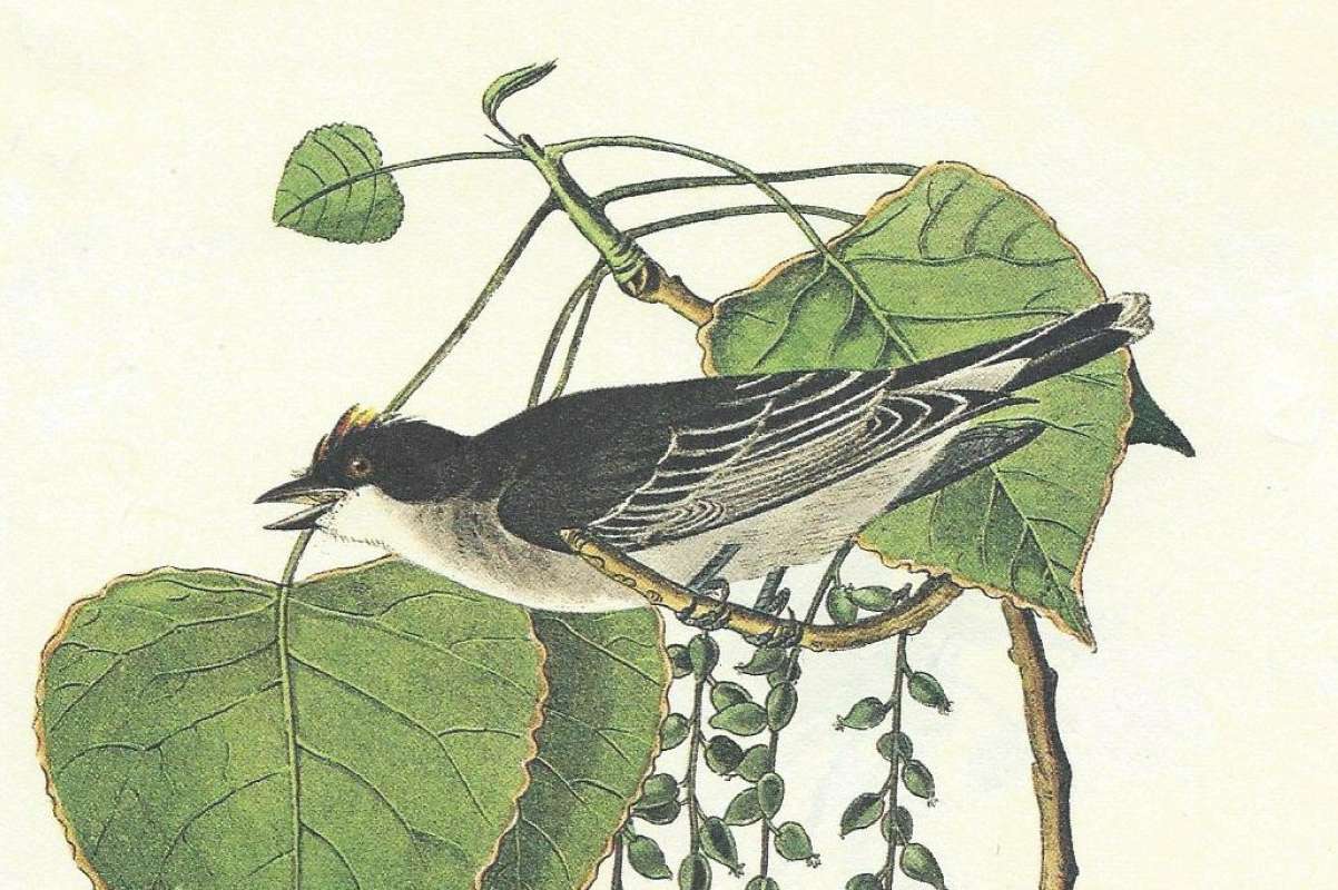Female - Close View - Side View<br>(Origin of the Specimen: Audubon Painting)