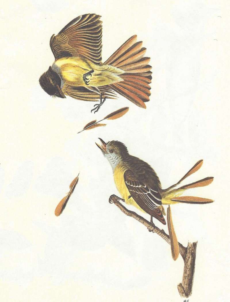 Ventral View, Side View<br>(Origin of the Specimen: Audubon Painting)