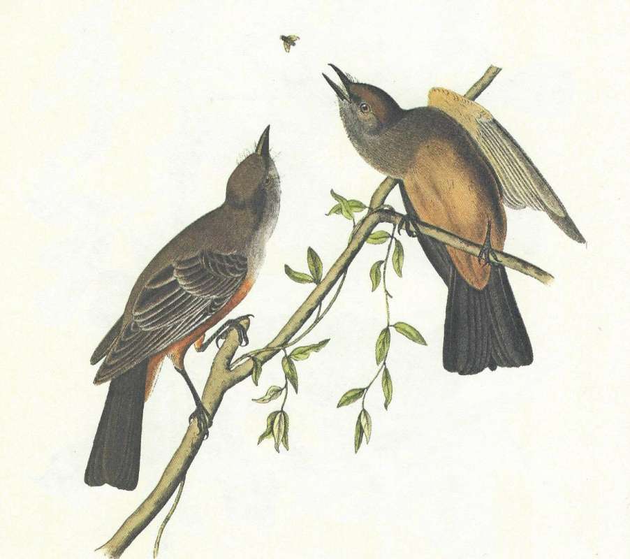 Pair on Branch<br>(Origin of the Specimen: Audubon Painting)
