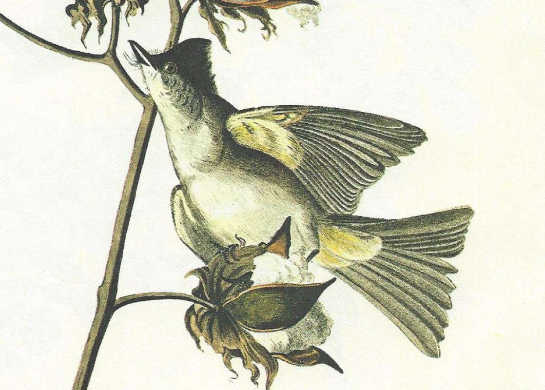 Female<br>(Origin of the Specimen: Audubon Painting)