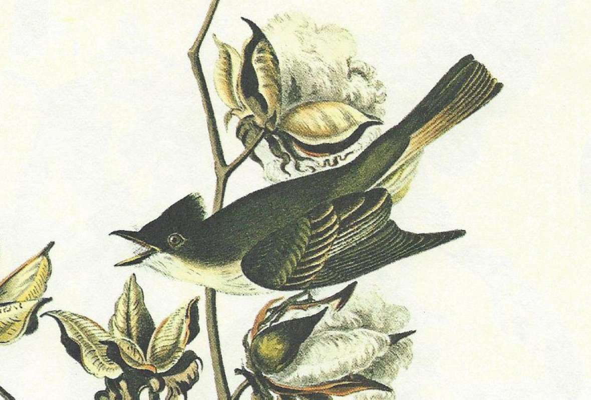 Male<br>(Origin of the Specimen: Audubon Painting)
