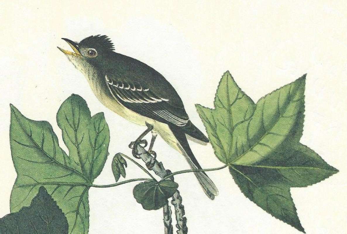 Close View - Perched<br>(Origin of the Specimen: Audubon Painting)