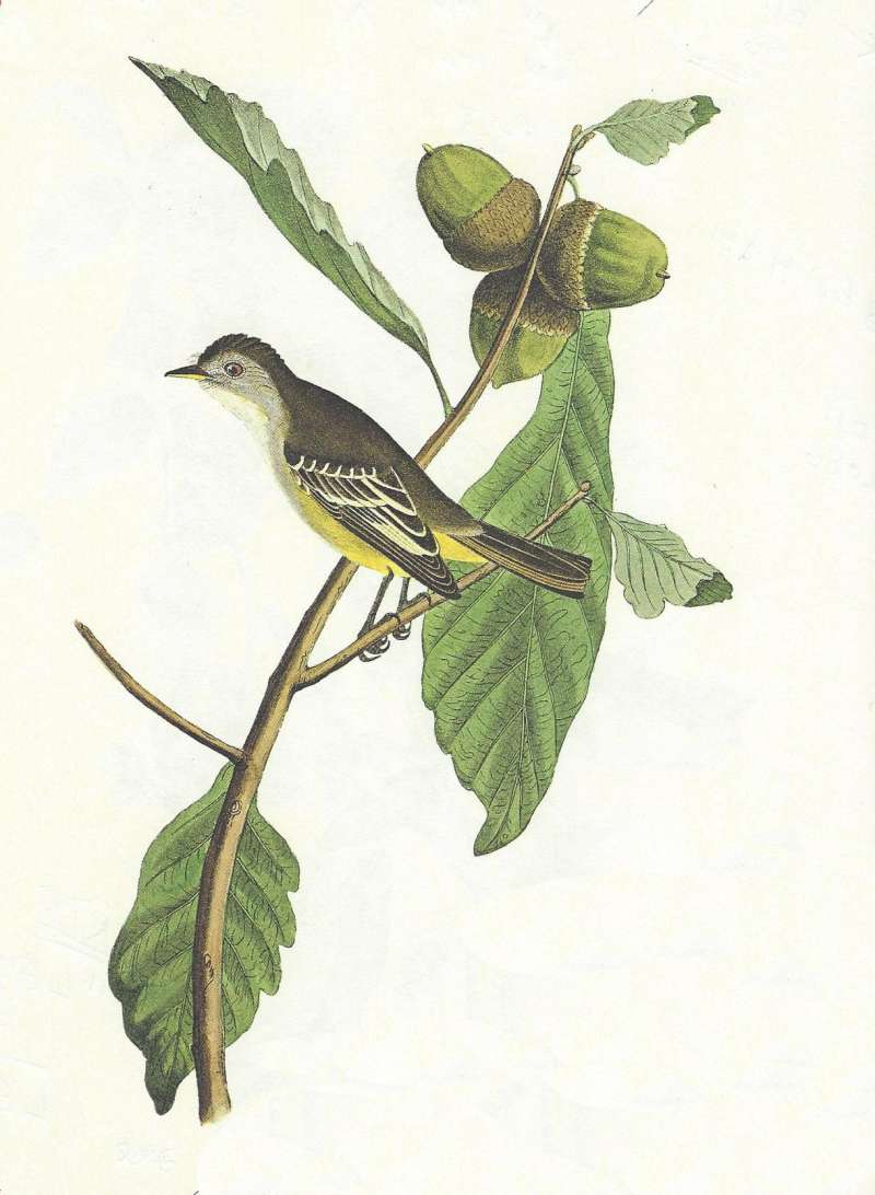 Single Perched Example<br>(Origin of the Specimen: Audubon Image)