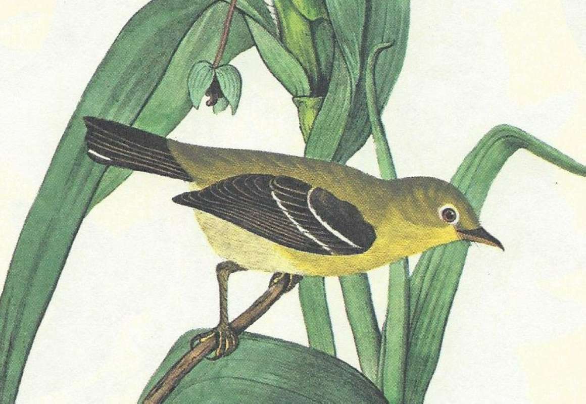 Audubon Mistake<br>(Origin of the Specimen: Audubon Image)