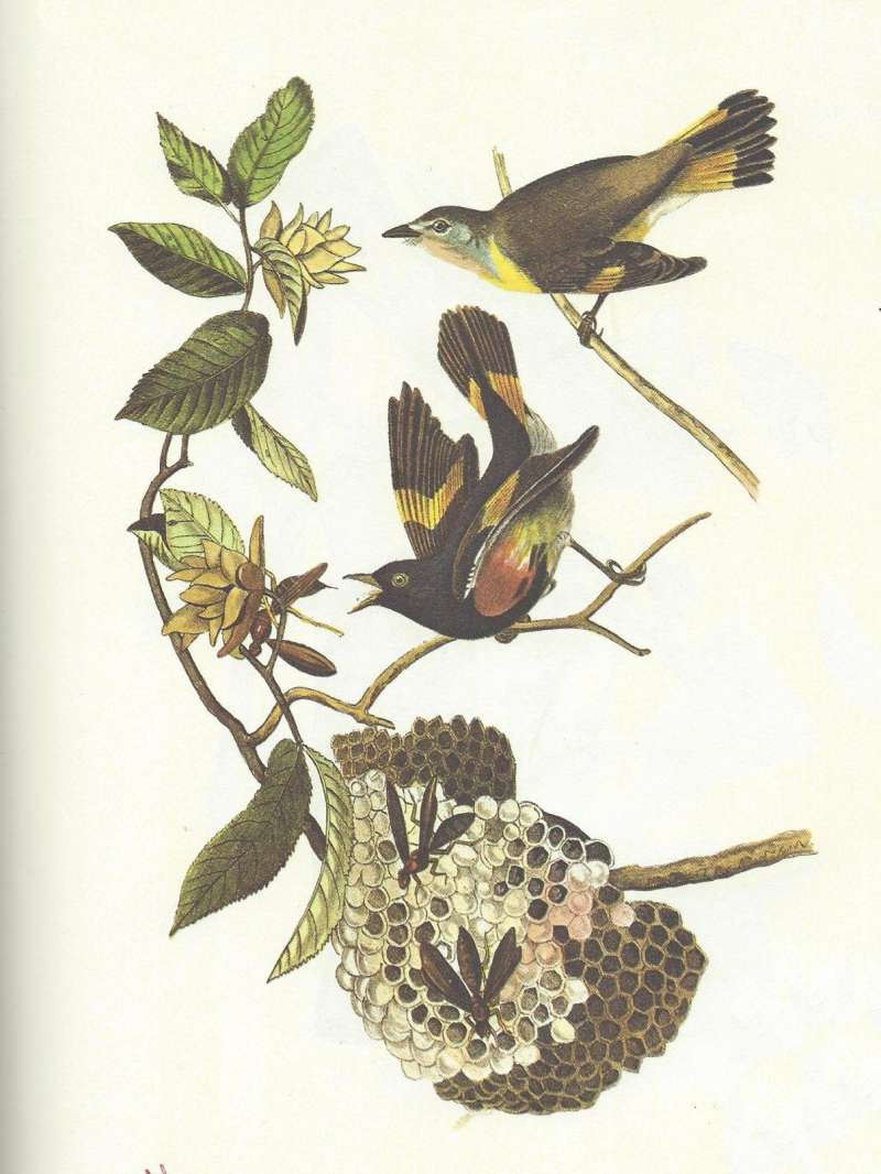 Pair - Female Above<br>(Origin of the Specimen: Audubon Painting)