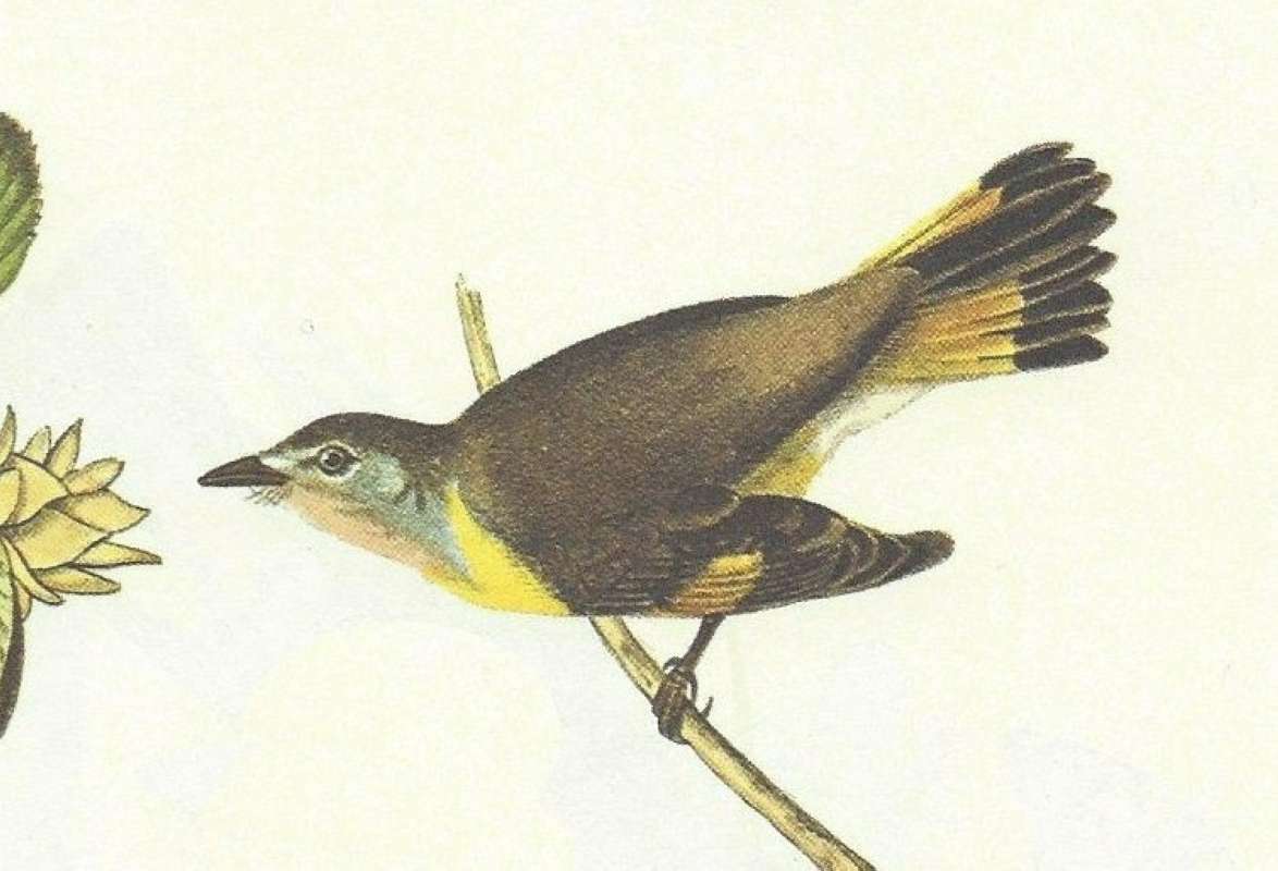 Female - Closeup<br>(Origin of the Specimen: Audubon Painting)